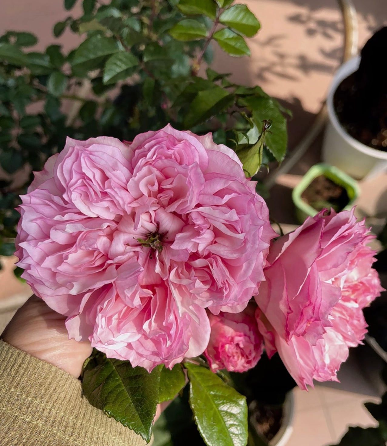 Pre-Order Japanese Rose Cecil de Volanges  蝶之舞 1 gallon