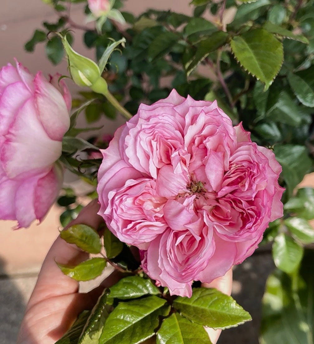 Pre-Order Japanese Rose Cecil de Volanges  蝶之舞 1 gallon