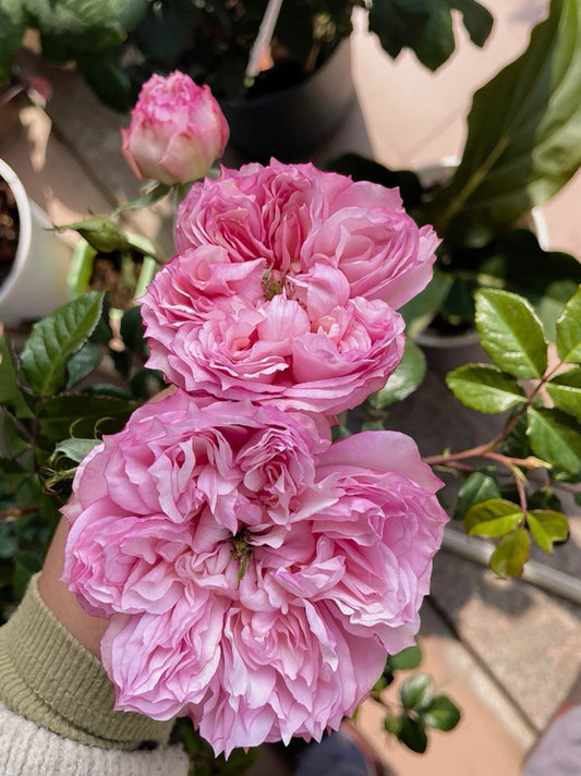 Pre-Order Japanese Rose Cecil de Volanges  蝶之舞 1 gallon