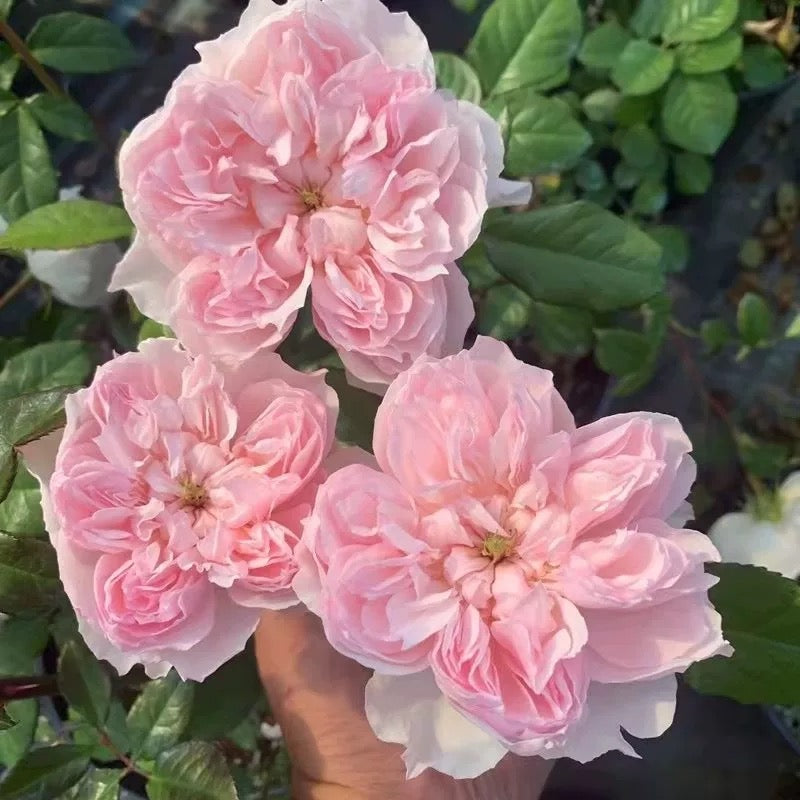 Pre-Order Japanese Rose Cecil de Volanges  蝶之舞 1 gallon