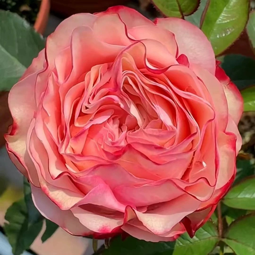 Pre-Order Country Candy 1 Gallon