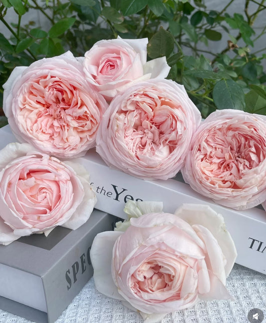 Rose Fenyan 粉妍 1 Gallon size