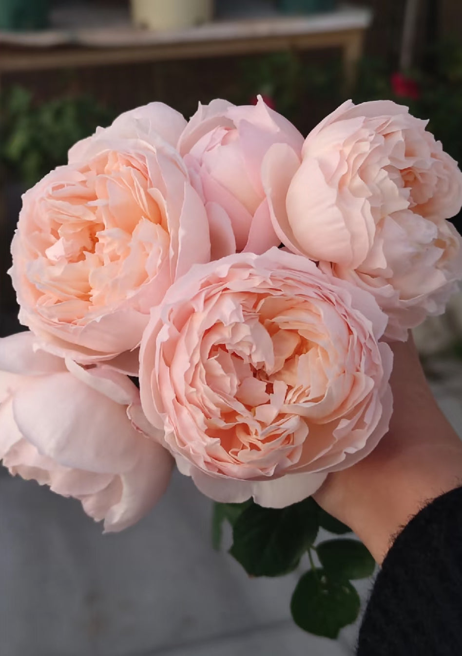 Rose Fenyan 粉妍 1 Gallon size