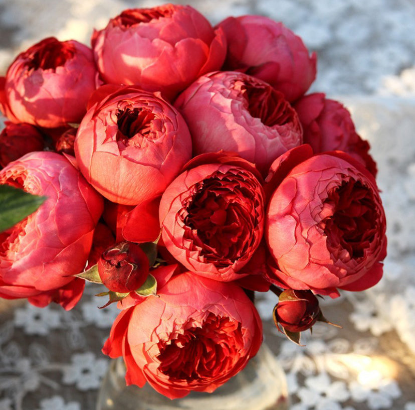 Pre-Order Rose Vermilion Bowl  朱砂碗. Pretty cabbage red Flower Repeat Blooming 1 Gallon live plant