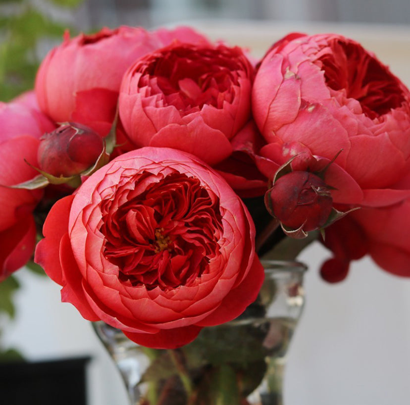 Pre-Order Rose Vermilion Bowl  朱砂碗. Pretty cabbage red Flower Repeat Blooming 1 Gallon live plant