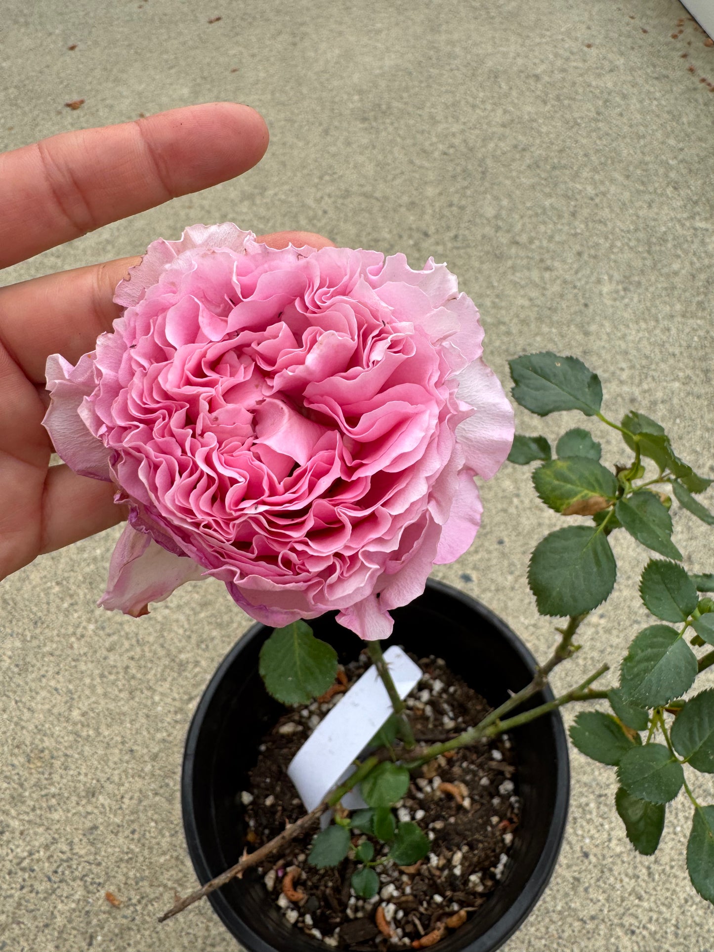 Rose Cepheus 1 gallon