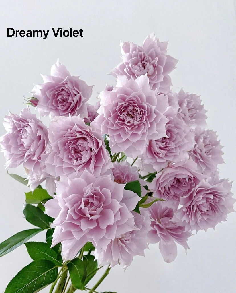 Shrub Rare Rose Huanzi (月季幻紫）Shrub rose 1 gallon