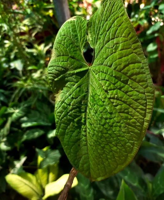 Anthurium Rotolanteanum Rare plant cuttings-Please read Description