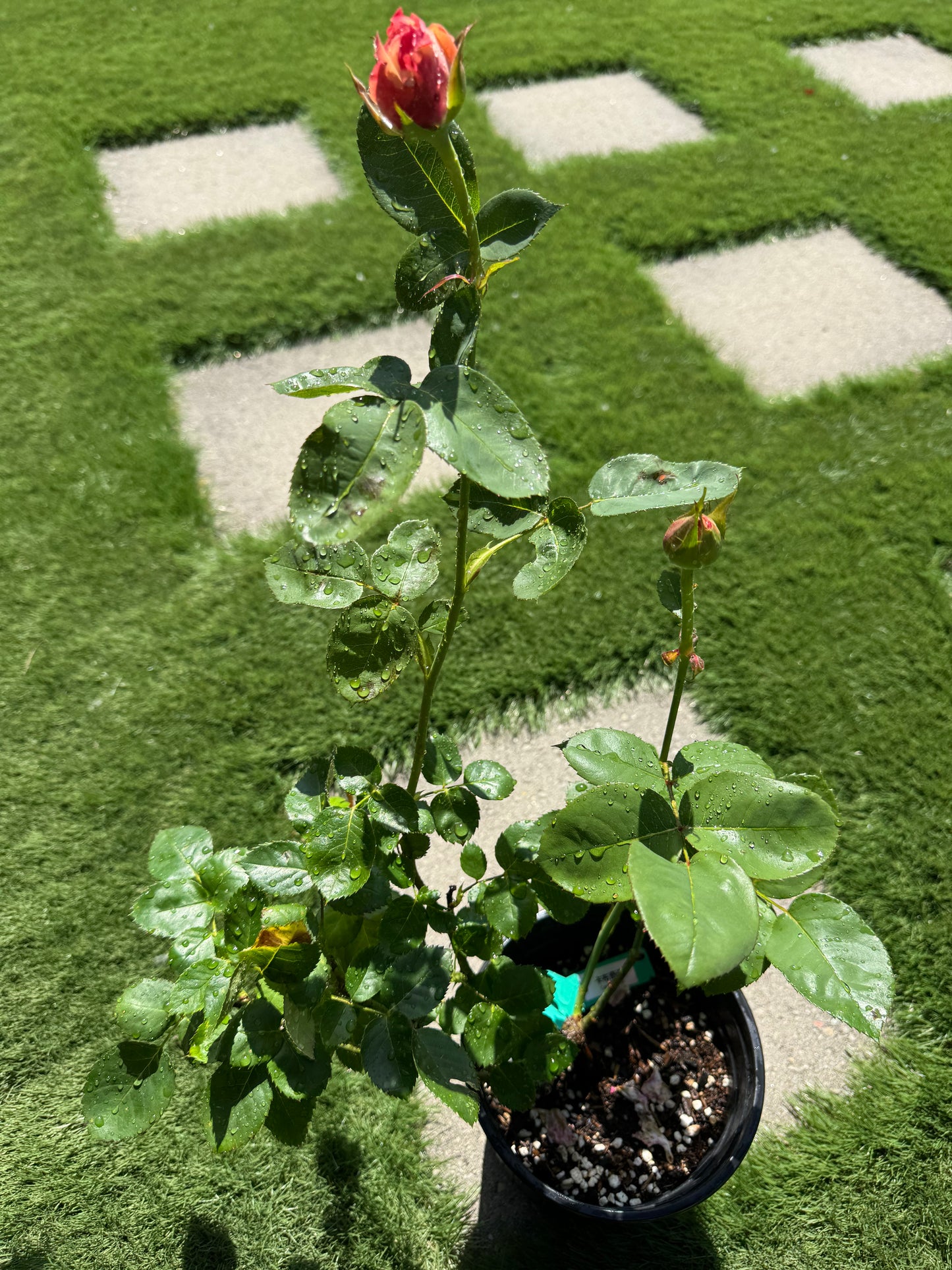 Rose Cappuccino- 1 Gallon Live plant