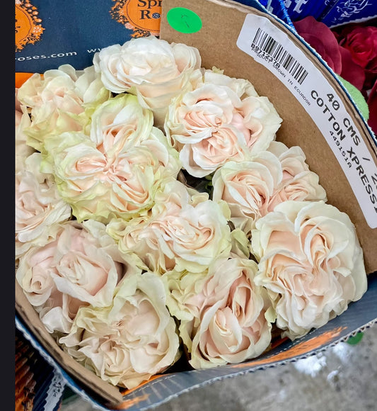 Rose Garden Rose Cotton Xpression 4inch size