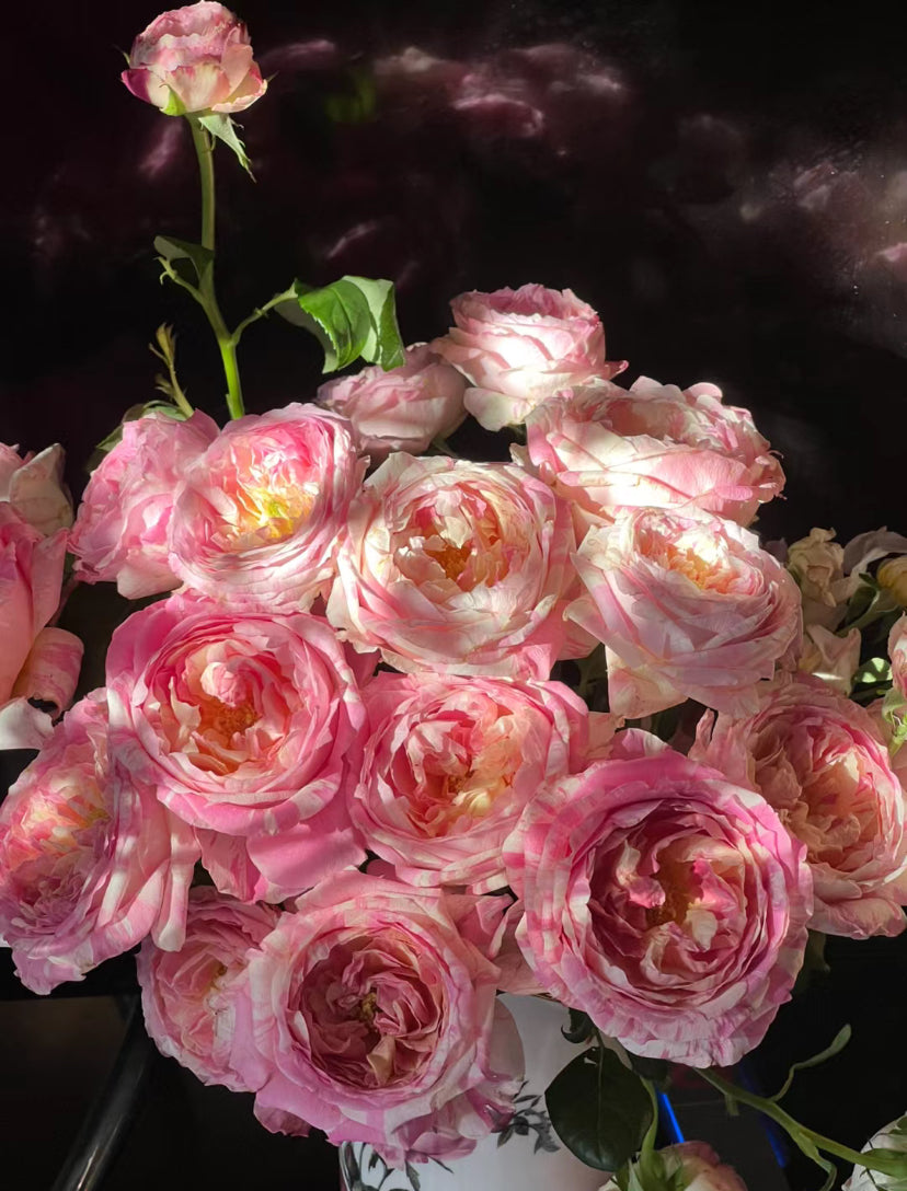 Rose Claude Monet (莫奈) Shrub Rose 1 Gallon Size