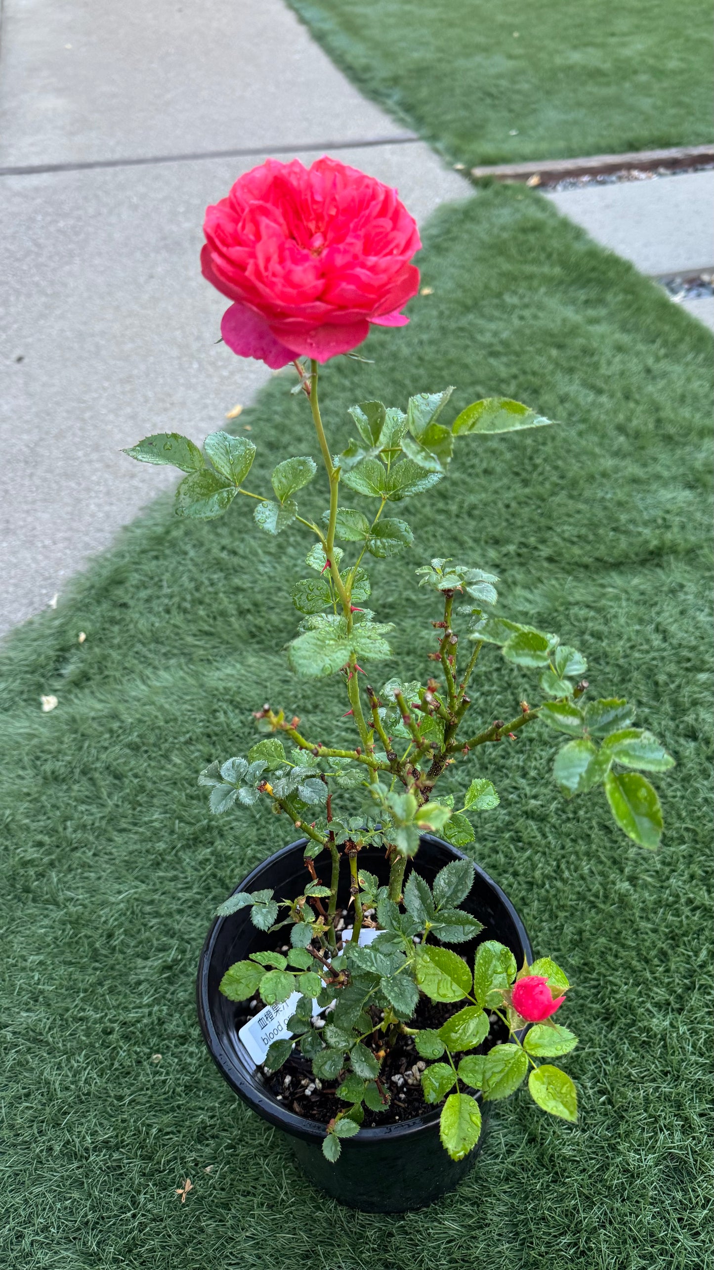 Blood Orange Juice Terrazza 1 gallon size own roots