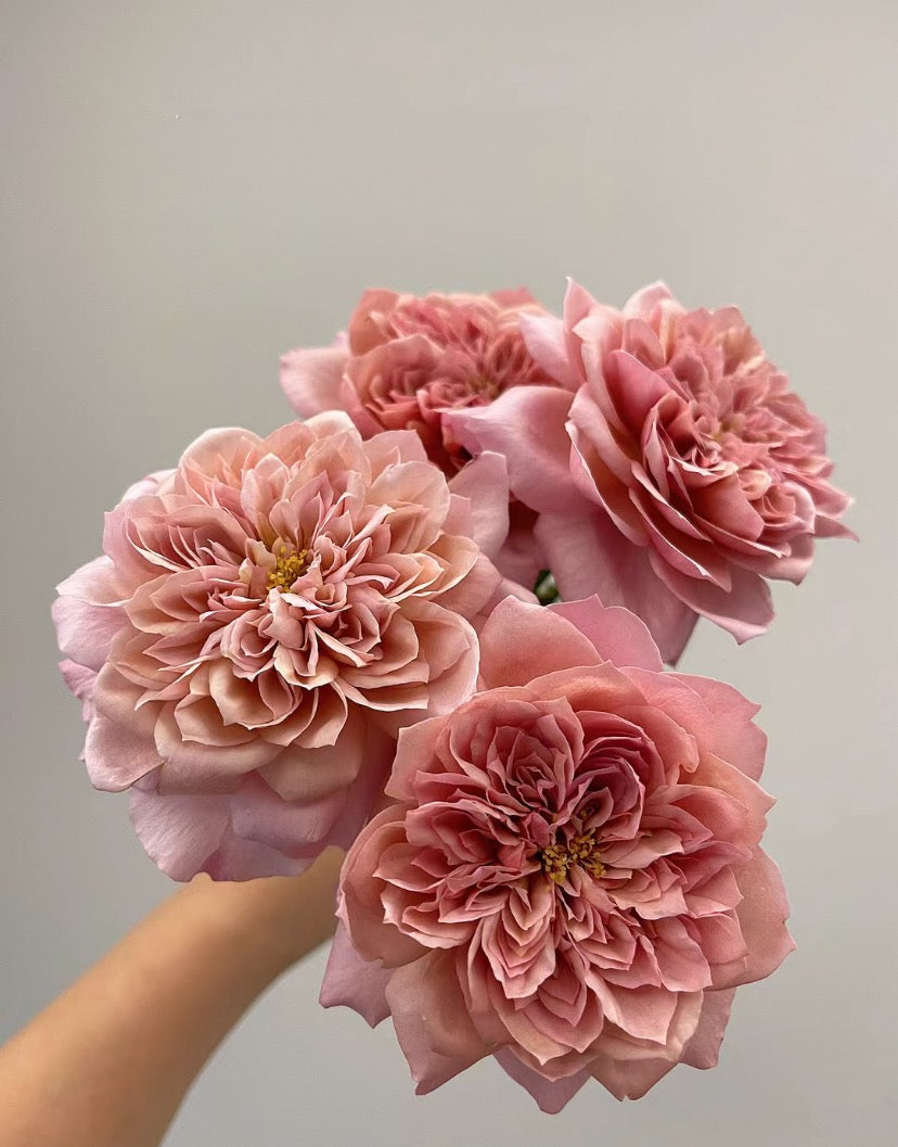 Pre-Order Rose Japanese Miyabi Cha Cutting rose 1 Gallon Live shrub rose,