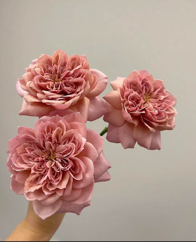 Pre-Order Rose Japanese Miyabi Cha Cutting rose 1 Gallon Live shrub rose,