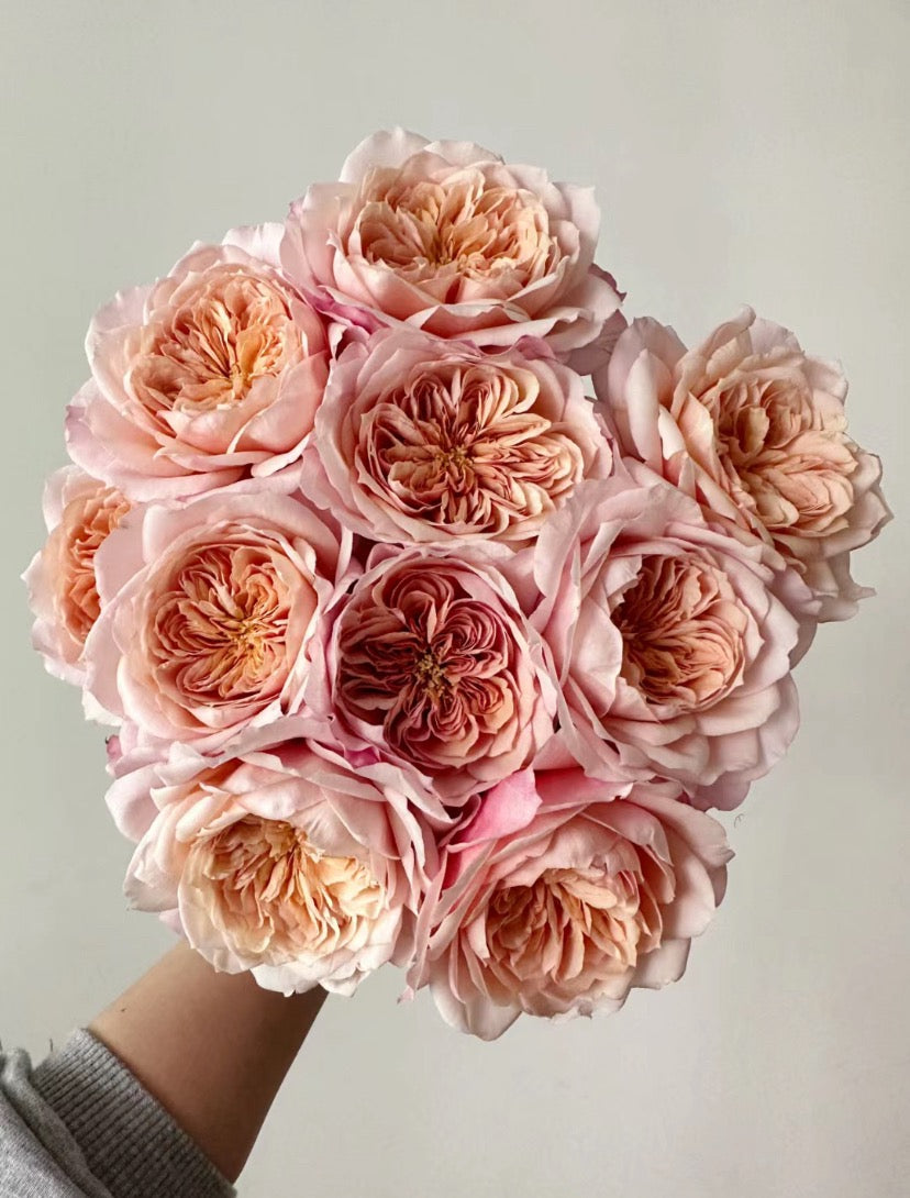 Pre-Order Rose Japanese Miyabi Cha Cutting rose 1 Gallon Live shrub rose,