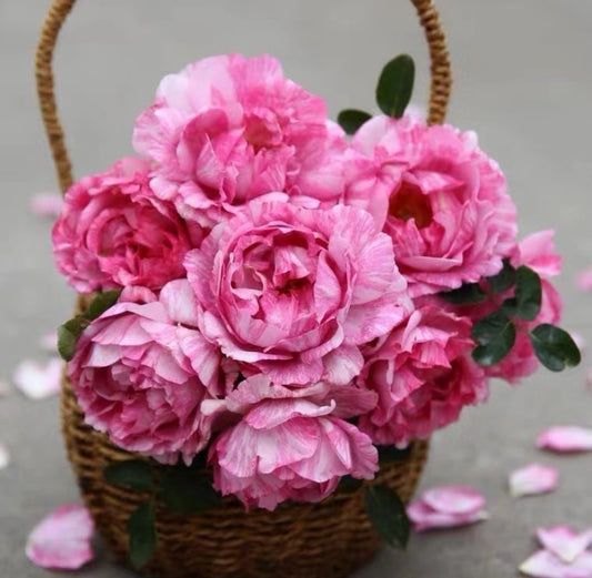 Yves splash. 伊芙飞溅 Eve splash. Live shrub rose 1 Gallon
