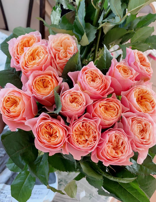 Rose vuvuzela. 温柔珊瑚心  live shrub cutting rose  about 6inch to 1 gallon size