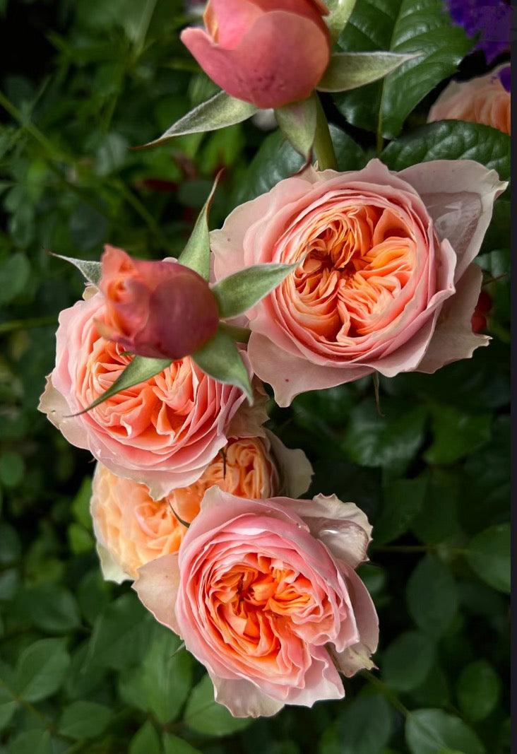 Rose vuvuzela. 温柔珊瑚心  live shrub cutting rose  about 6inch to 1 gallon size