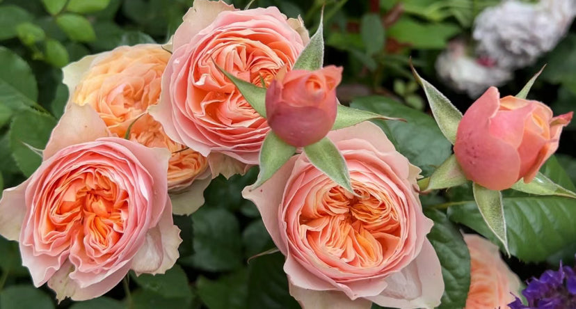 Rose vuvuzela. 温柔珊瑚心  live shrub cutting rose  about 6inch to 1 gallon size