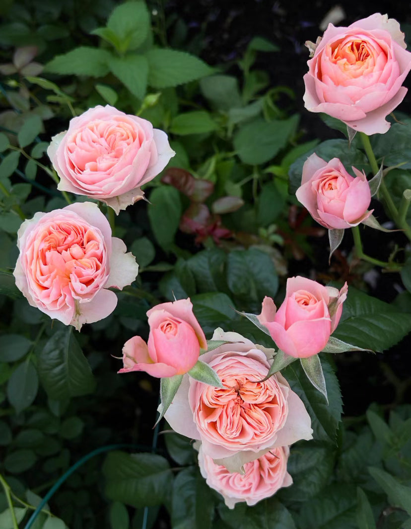Rose vuvuzela. 温柔珊瑚心  live shrub cutting rose  about 6inch to 1 gallon size
