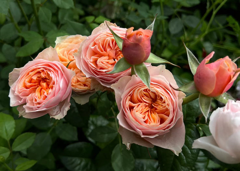 Rose vuvuzela. 温柔珊瑚心  live shrub cutting rose  about 6inch to 1 gallon size