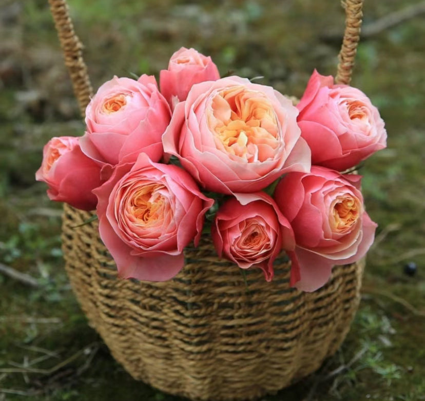 Rose vuvuzela. 温柔珊瑚心  live shrub cutting rose  about 6inch to 1 gallon size