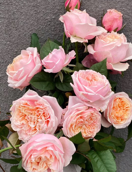 Pre-Order Rose Notting Hill 1 gallon  live Plant