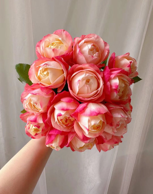 Japanese Rose {Chance Pom } シャンスポム  Repeat flower | 苹果运气  1 Gallon size
