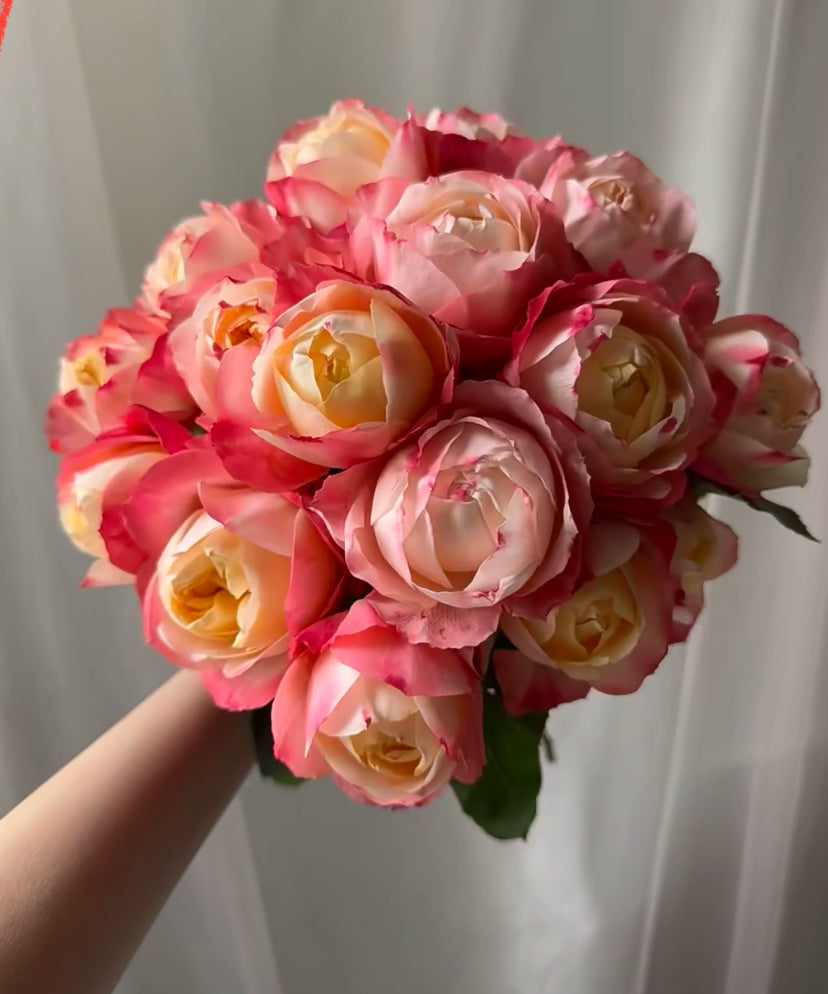 Japanese Rose {Chance Pom } シャンスポム  Repeat flower | 苹果运气  1 Gallon size