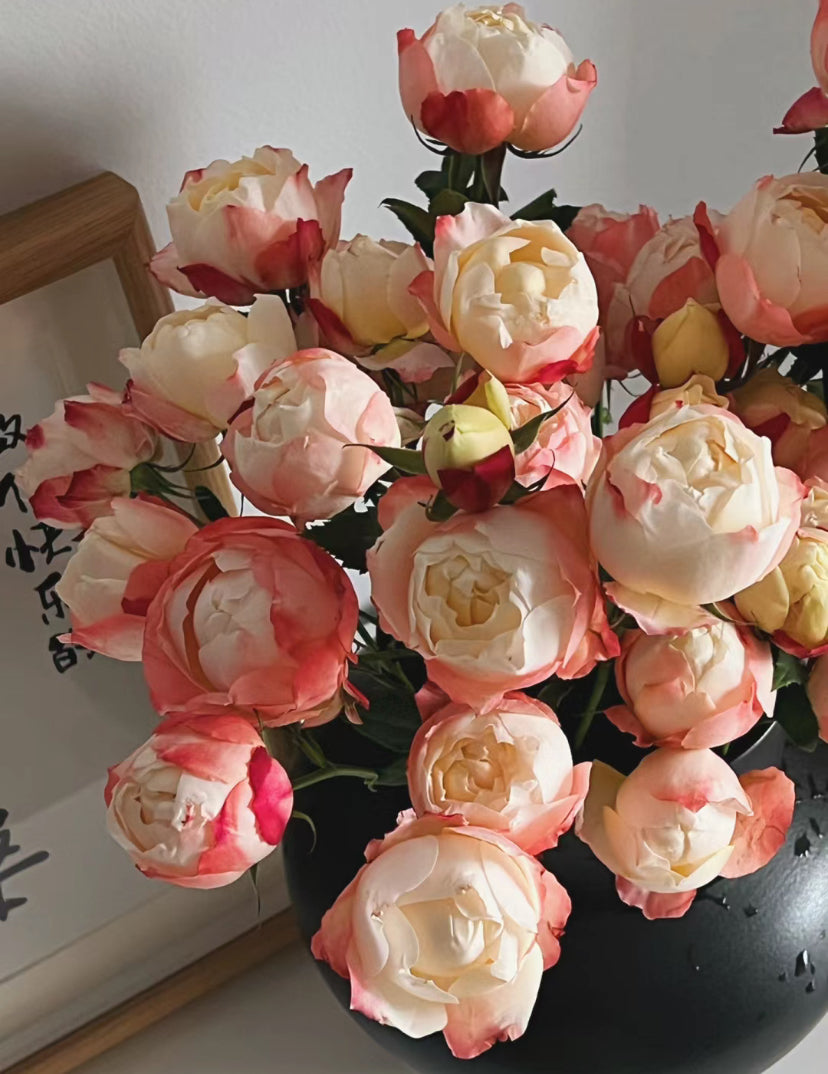 Japanese Rose {Chance Pom } シャンスポム  Repeat flower | 苹果运气  1 Gallon size
