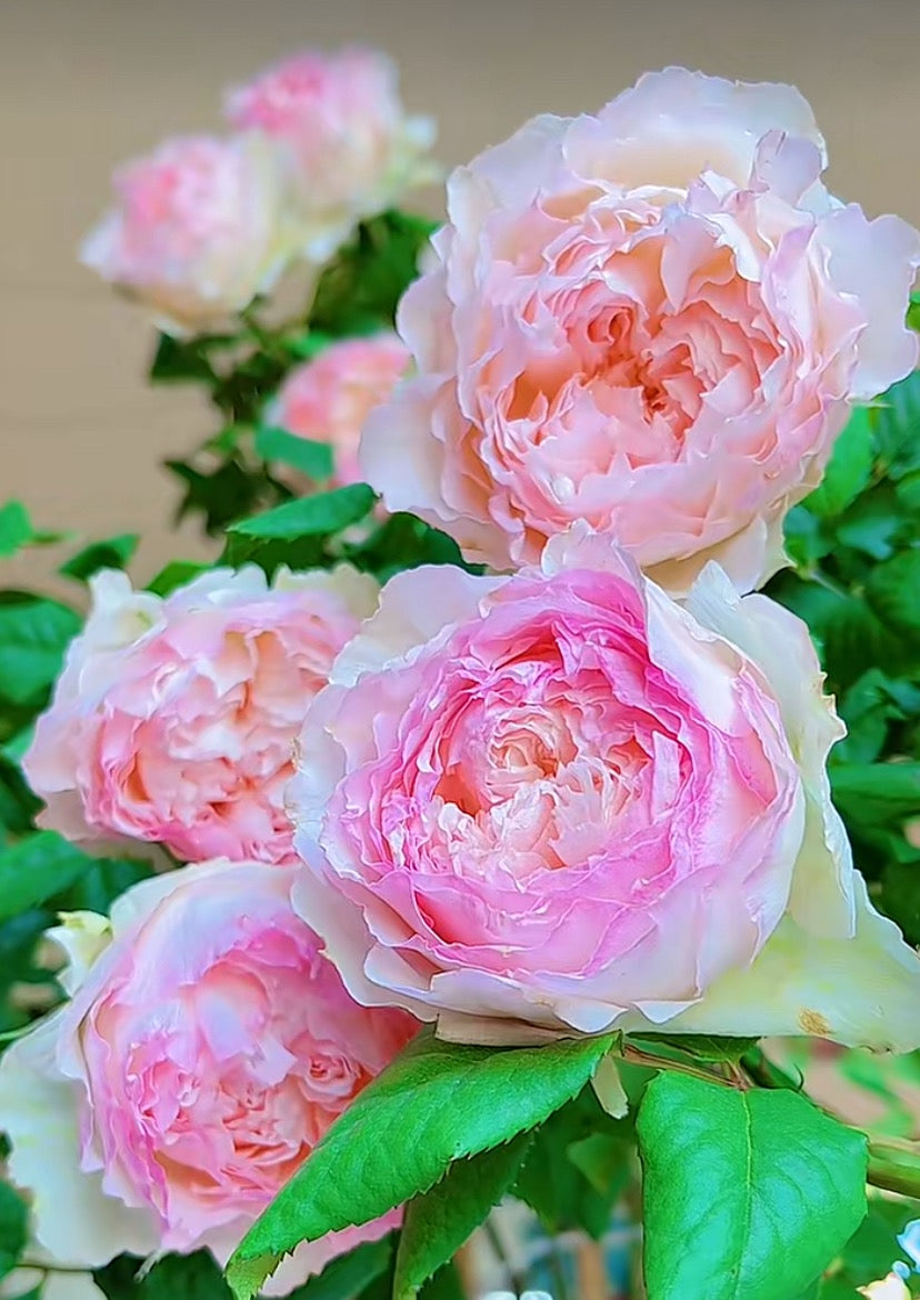 Rose M-Perzik Ｍ－ペルジーク. 佩尔朱克 strong fragrance 1 Gallon live plant