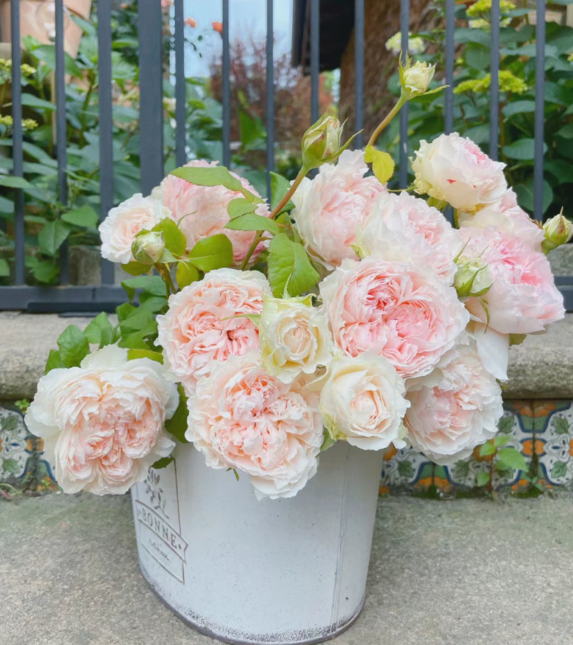 Rose M-Perzik Ｍ－ペルジーク. 佩尔朱克 strong fragrance 1 Gallon live plant