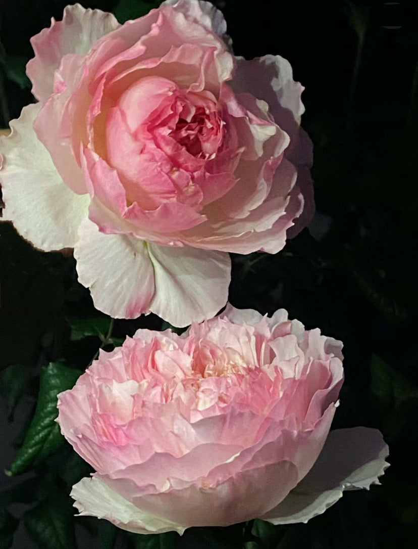 Rose M-Perzik Ｍ－ペルジーク. 佩尔朱克 strong fragrance 1 Gallon live plant