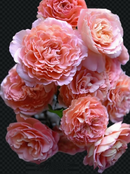Rose Augusta Luise 1 Gallon, strong scent, repeat blooming