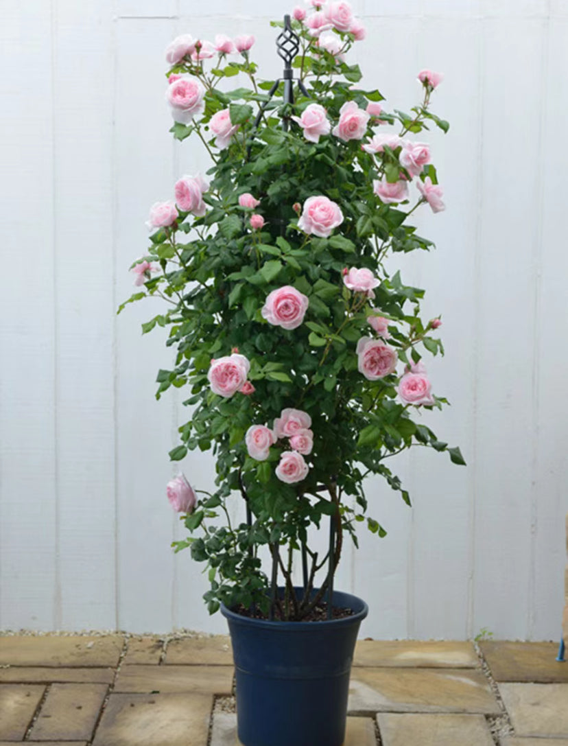 Nahéma 娜荷马，super fragrance. Cold resistance. Climbing Rose