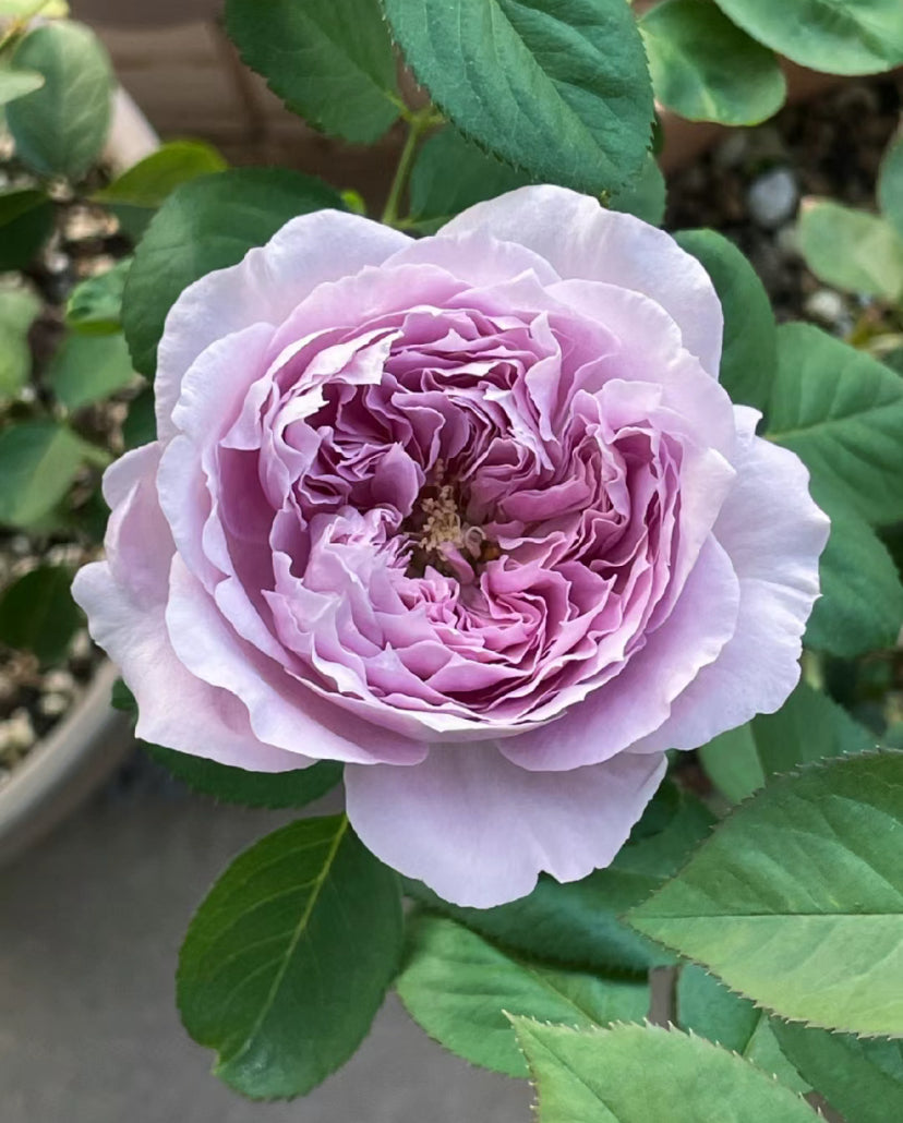 Pre-Order Repartil 重启/帕里蒂尔 リパルティ―ル, Japanese Shrub Rose 1 Gallon own root live rose