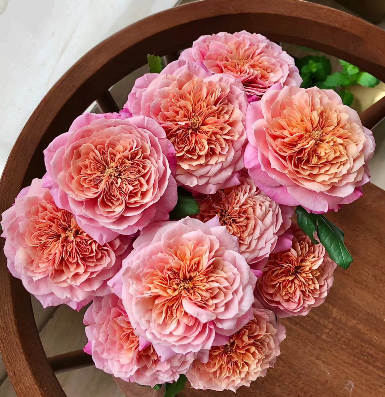 Rose Mayabi 雅-1 Gallon size