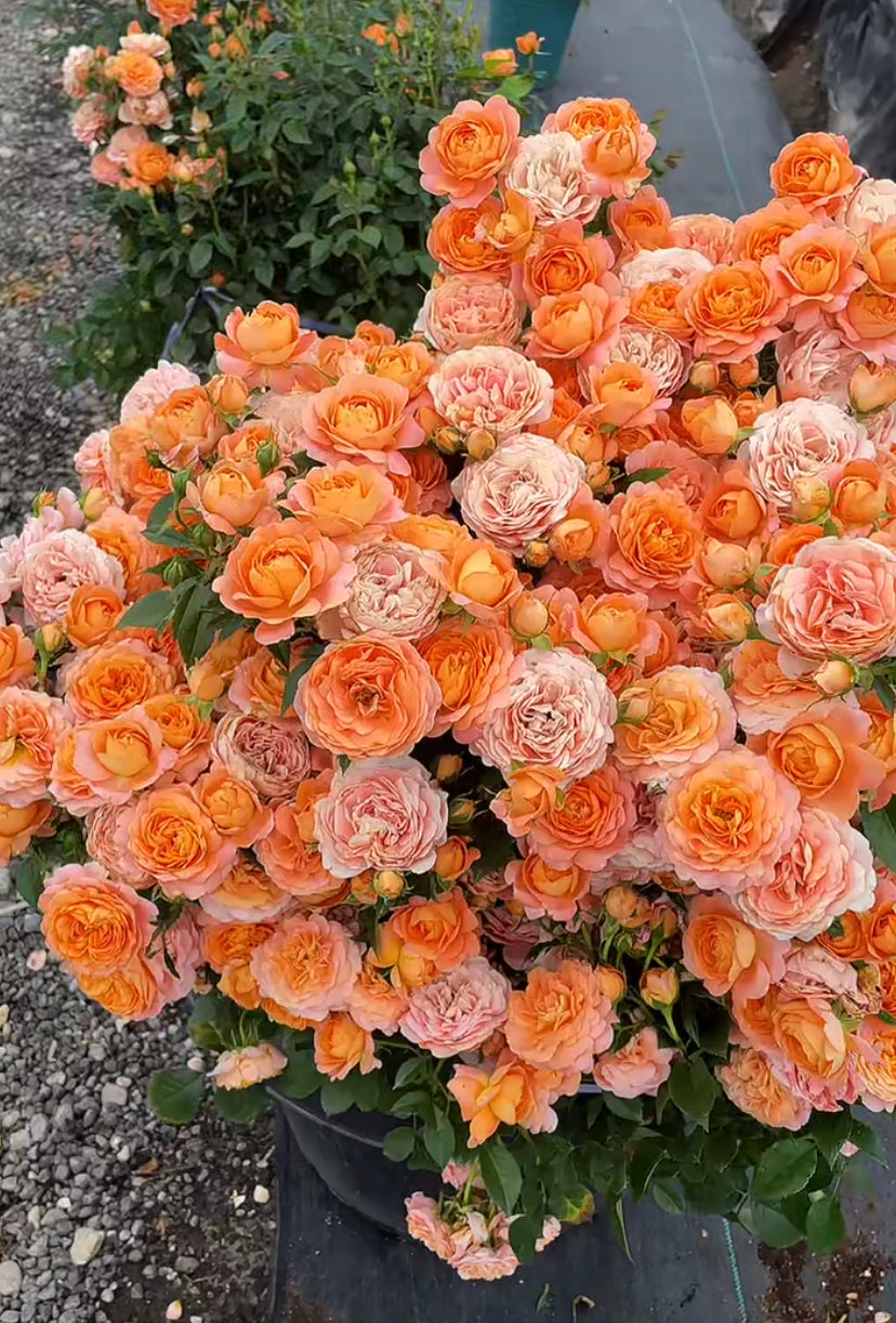 Rose [Juicy Terrazza]月季 果汁阳台 -OwnRoot Live plant. 1 Gallon