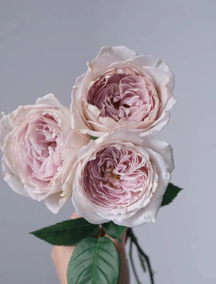 PRE-ORDER Rose Milky Pearl 珍珠牛奶ミルキーパール, Japanese Cutting Rose 6inch Size