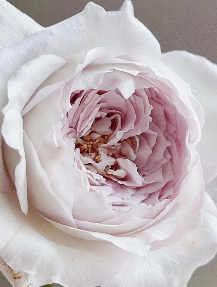 PRE-ORDER Rose Milky Pearl 珍珠牛奶ミルキーパール, Japanese Cutting Rose 6inch Size
