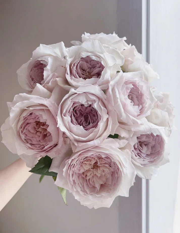 PRE-ORDER Rose Milky Pearl 珍珠牛奶ミルキーパール, Japanese Cutting Rose 6inch Size