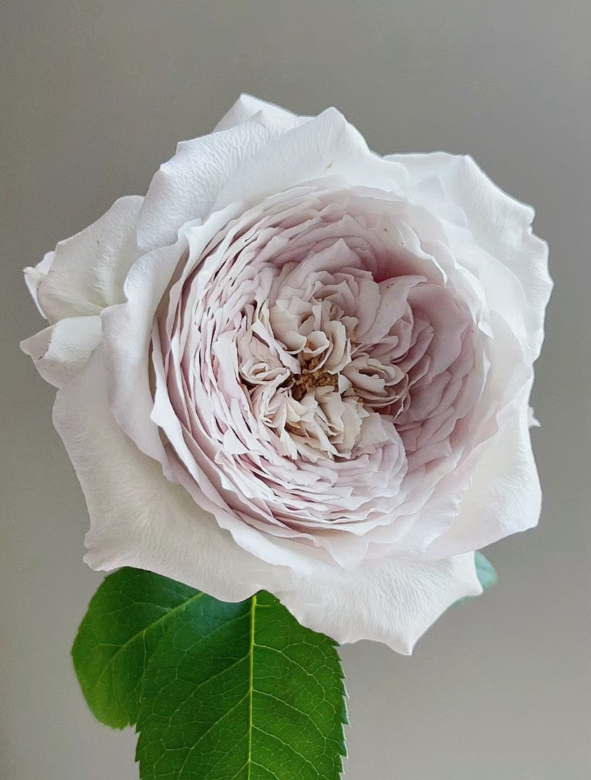 Rose Milky Pearl 珍珠牛奶ミルキーパール, Japanese Cutting Rose 1 Gallon size