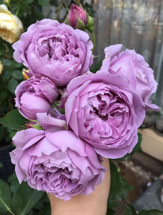 Rose Kongmeng 1 Gallon size