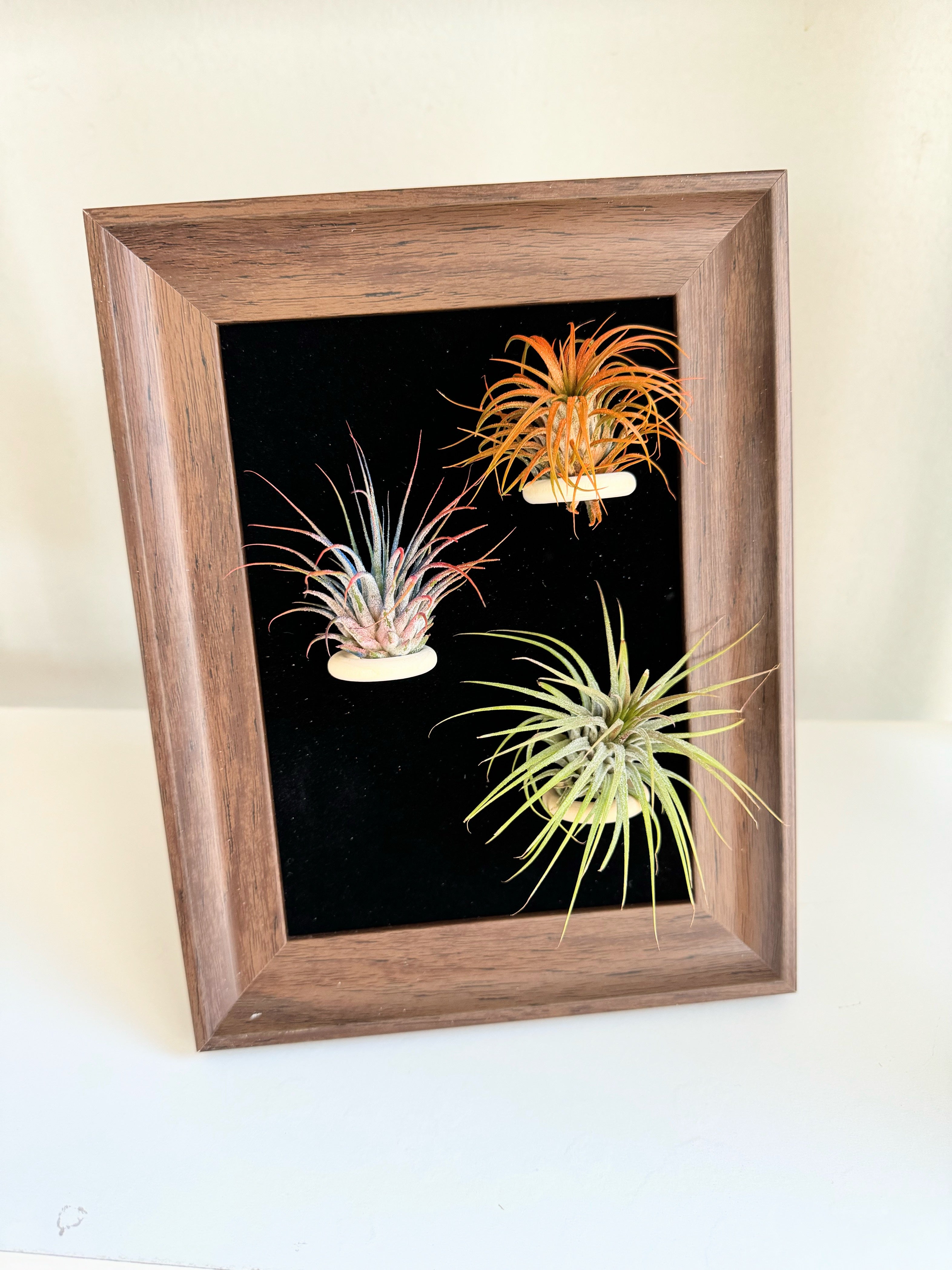 Air Plant Frame with 2