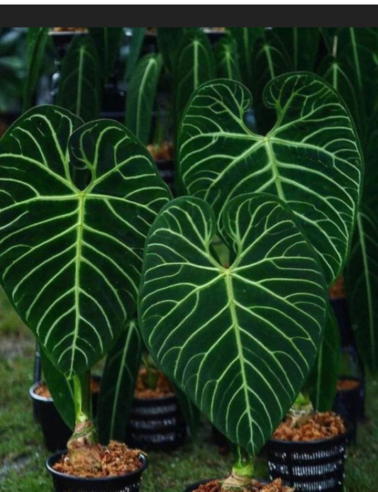 Anthurium Regale plant grow from big Rhizomes