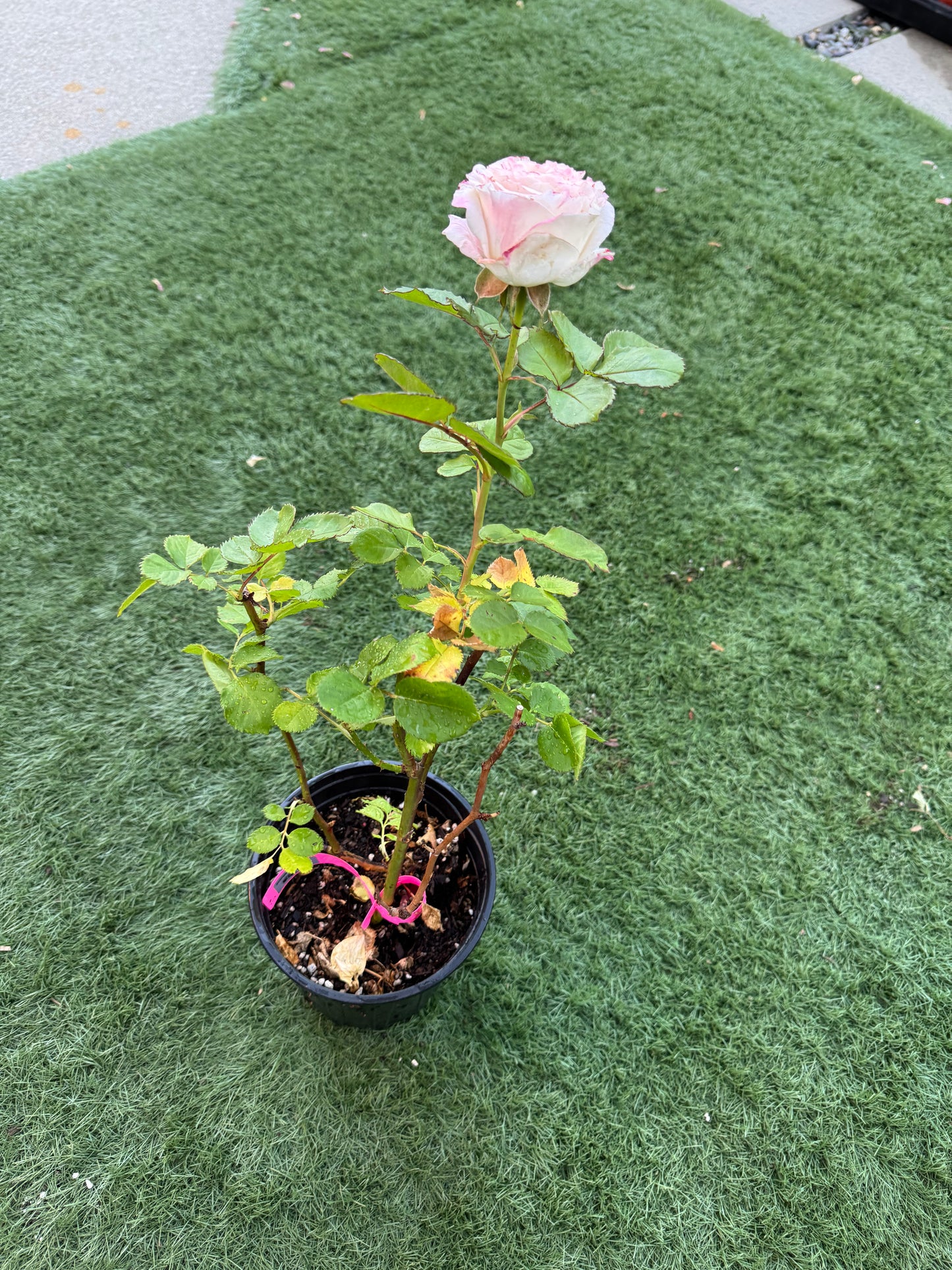 Rose Dolce Summerhouse 恋恋琴声 1 Gallon size