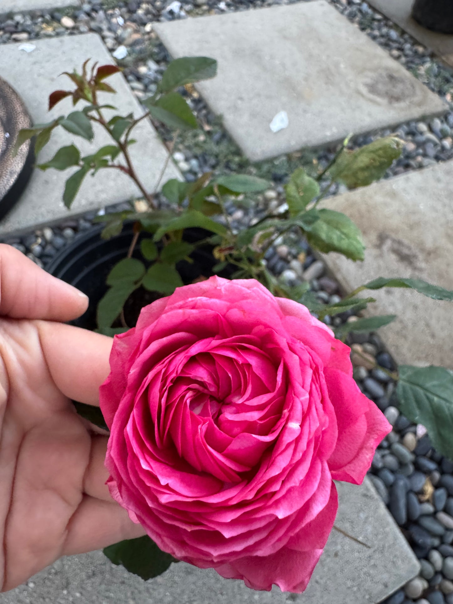 Julieta Raspberry 6inch size in 1 Gallon pot -own root