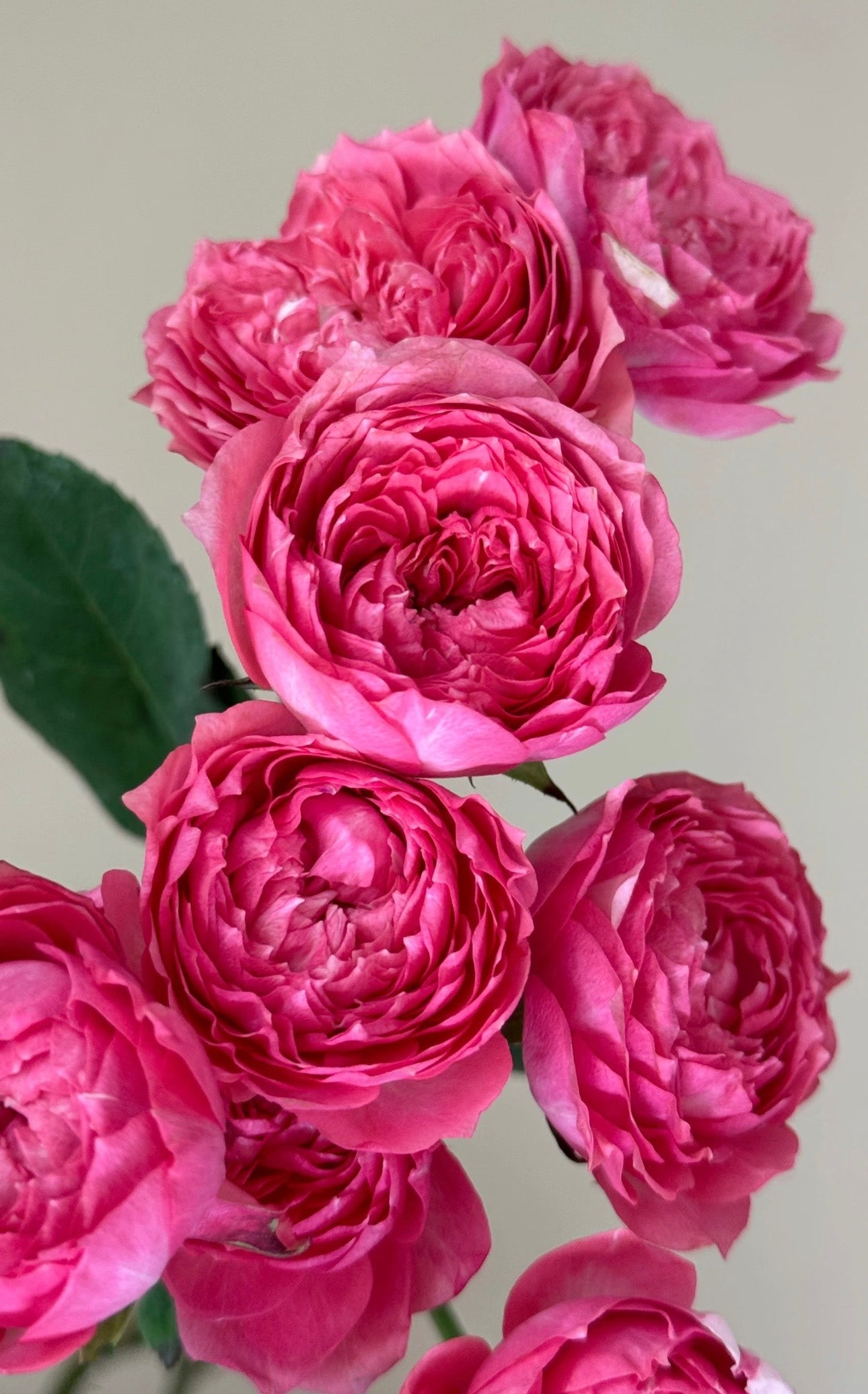 Julieta Raspberry 6inch size in 1 Gallon pot -own root