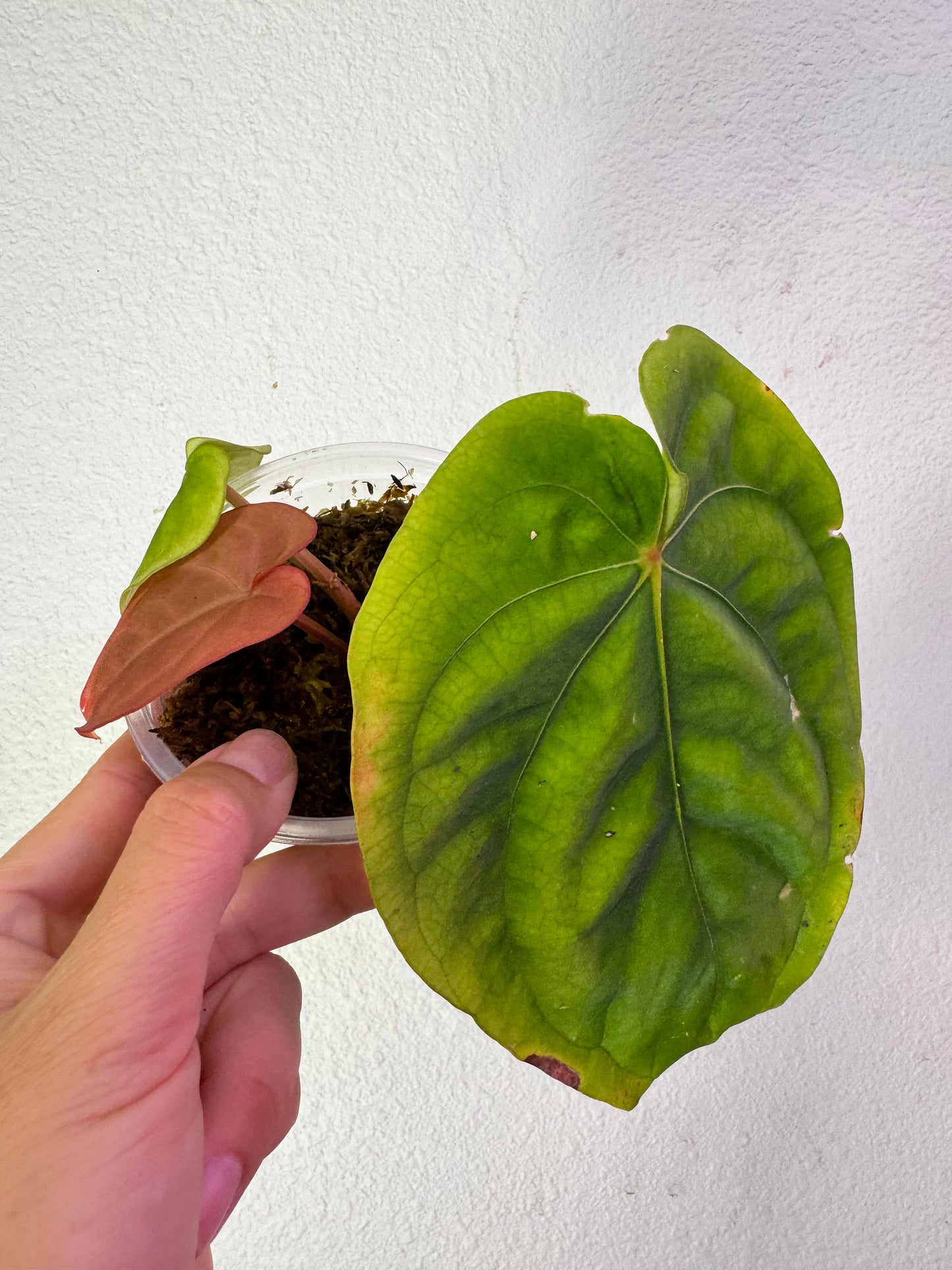 Anthurium RG Dressleri Live plant