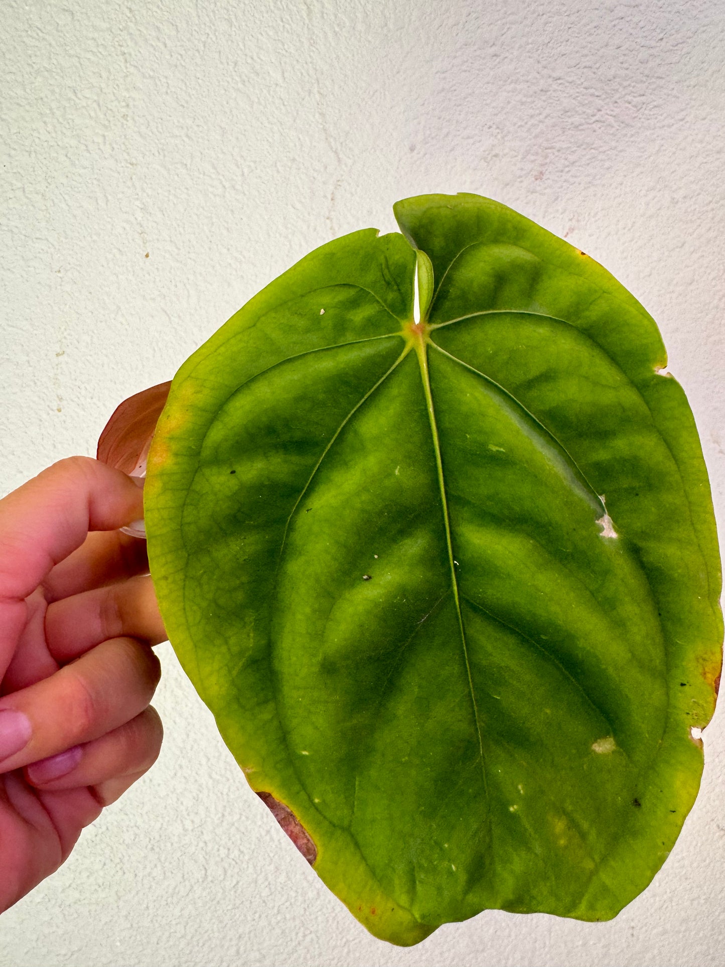 Anthurium RG Dressleri Live plant